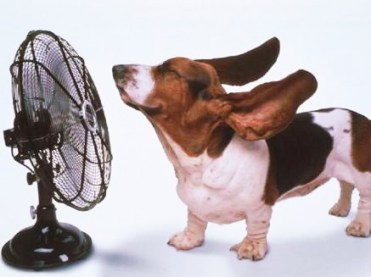 ricerca di freschezza