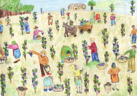 visione giovanile della vendemmia