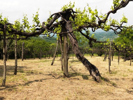 vite antica di fiano di Avellino