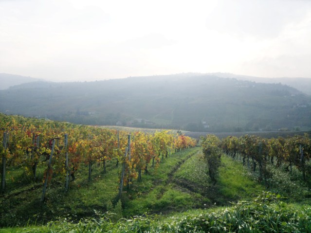 vigneti oltrepavesi