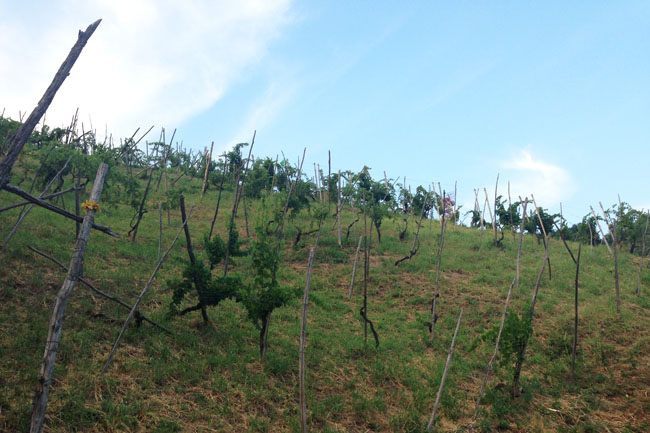 Vigna di Barbarcarlo